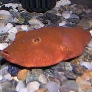 狗頭魚品種大全：狗頭魚的品種特征與飼養要點及飼養要點及分布情況