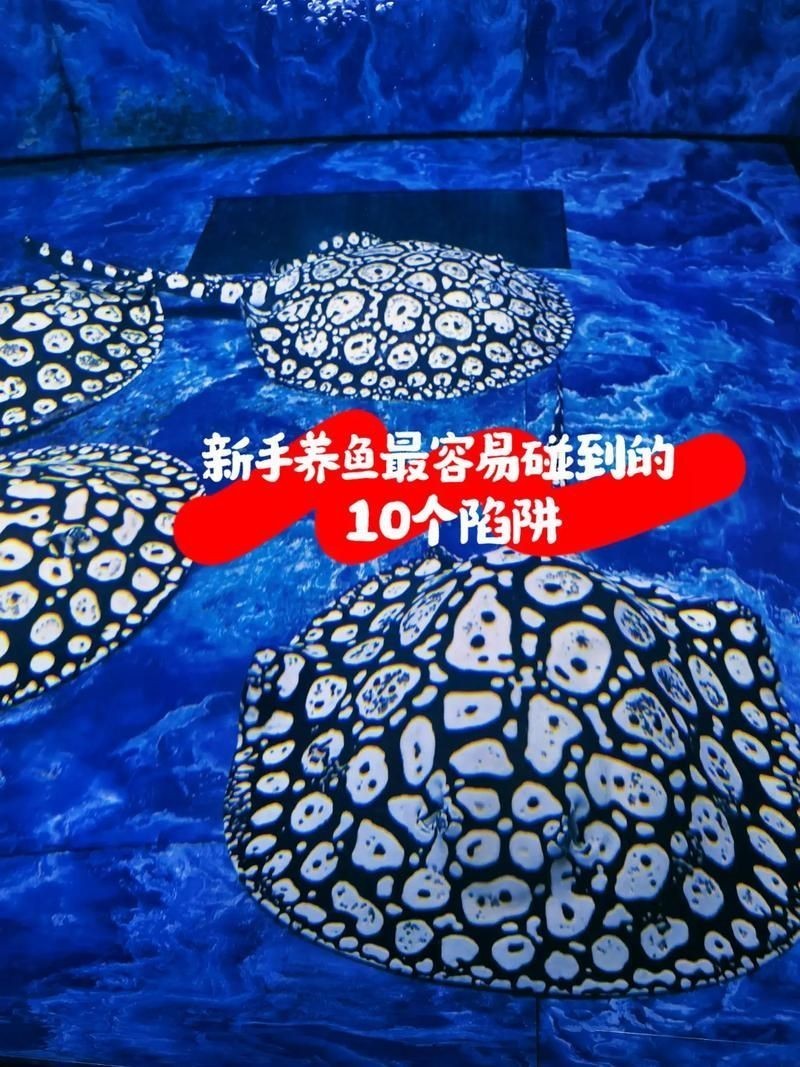 皇冠魟魚一胎生小魚詳細說明圖解：關于皇冠魟魚繁殖的詳細說明