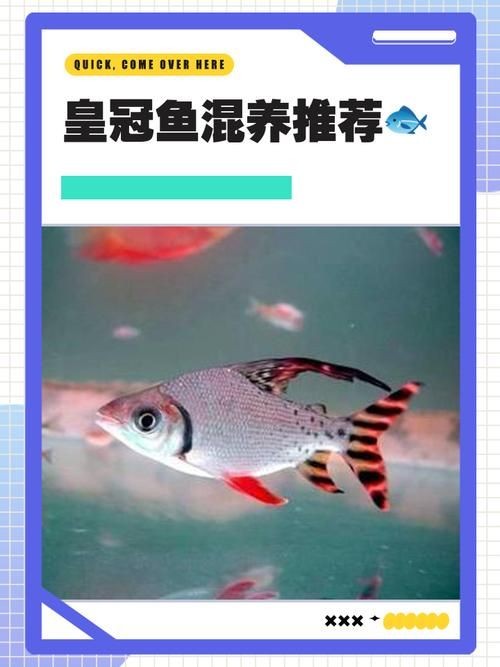 皇冠魟魚一胎生小魚詳細說明圖解：關于皇冠魟魚繁殖的詳細說明