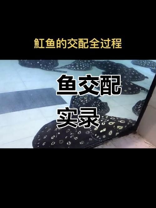 皇冠魟魚一胎生小魚詳細說明圖解：關于皇冠魟魚繁殖的詳細說明