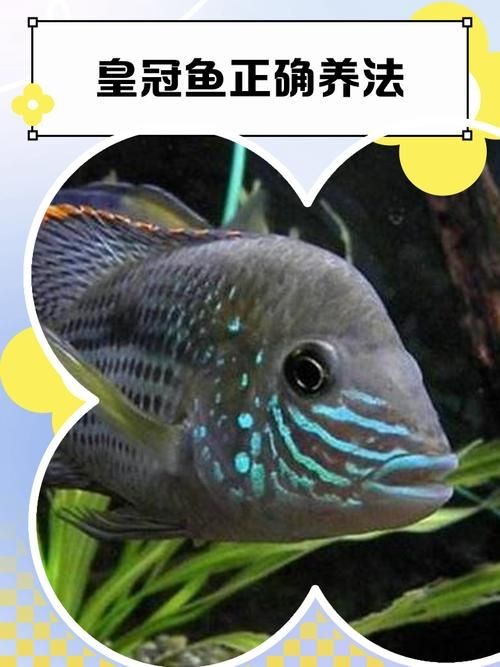 皇冠魟魚一胎生小魚詳細說明圖解：關于皇冠魟魚繁殖的詳細說明