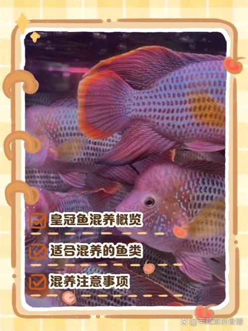 皇冠魟魚一胎生小魚詳細說明圖解：關于皇冠魟魚繁殖的詳細說明