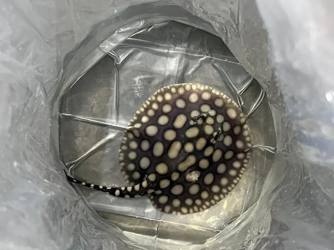 皇冠魟魚一胎生小魚詳細說明圖解：關于皇冠魟魚繁殖的詳細說明