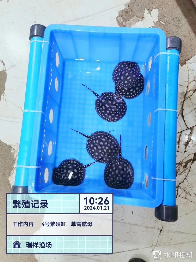 皇冠魟魚一胎生小魚詳細說明圖解：關于皇冠魟魚繁殖的詳細說明