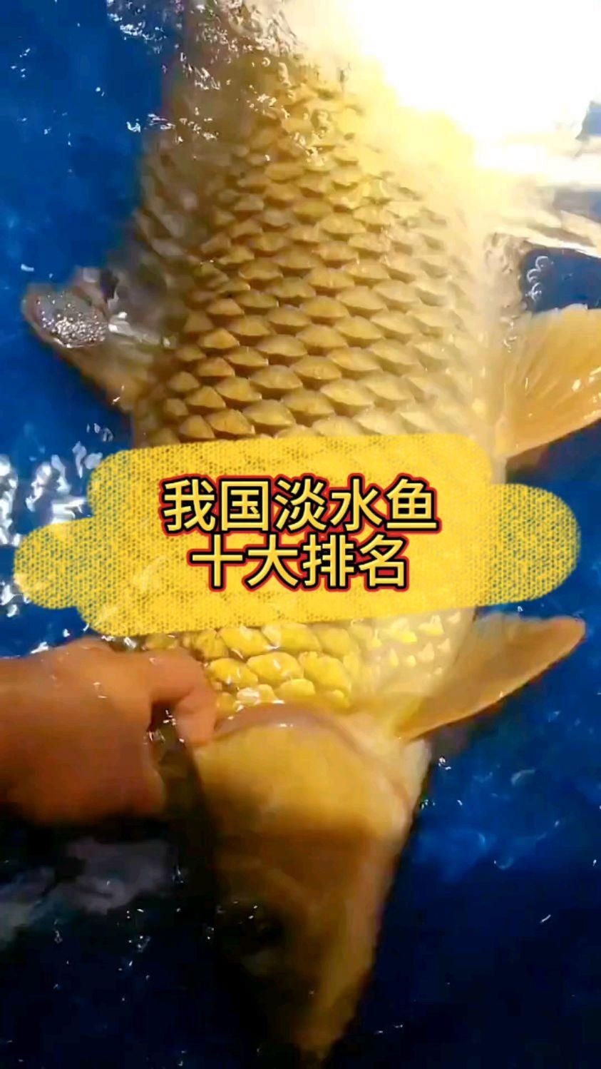中國(guó)最貴的十大名魚：盤點(diǎn)中國(guó)最貴的十大名魚