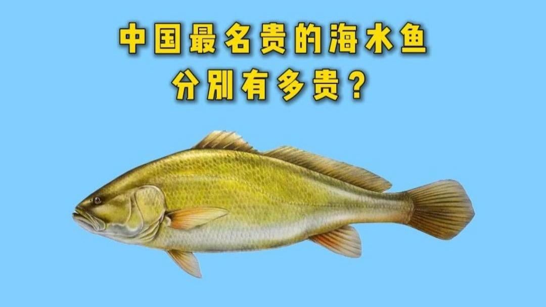 中國(guó)最貴的十大名魚：盤點(diǎn)中國(guó)最貴的十大名魚