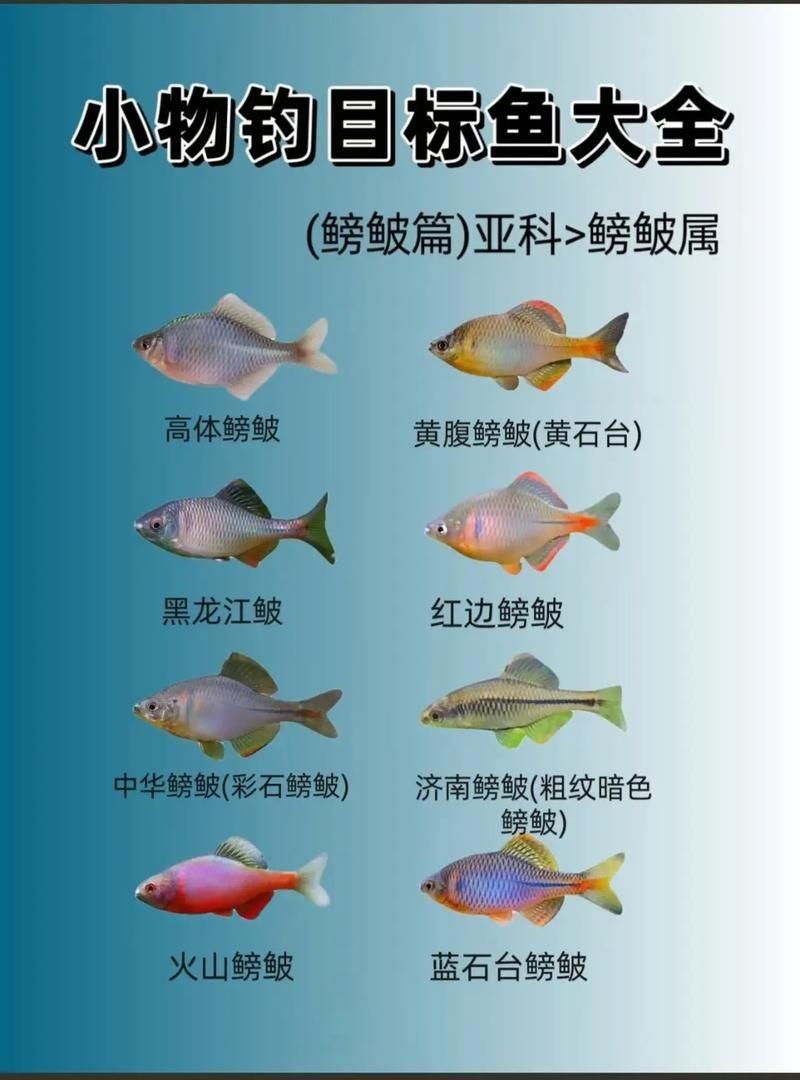 懷孕的魟魚和正常魟魚圖片對比：如何辨別懷孕魟魚是否懷孕
