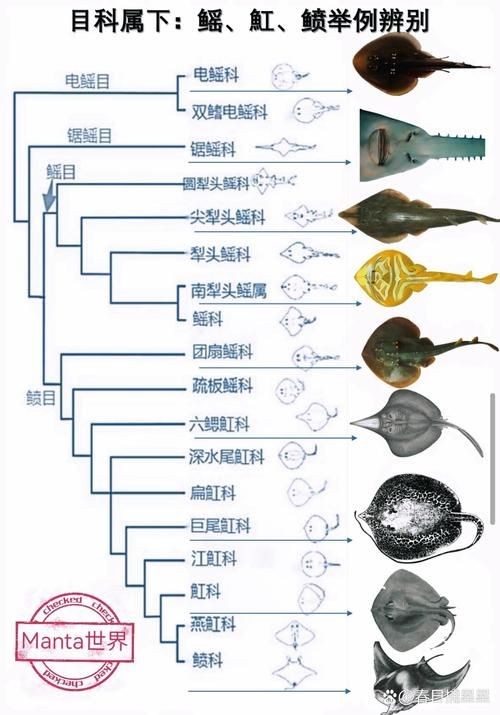 懷孕的魟魚和正常魟魚圖片對比：如何辨別懷孕魟魚是否懷孕