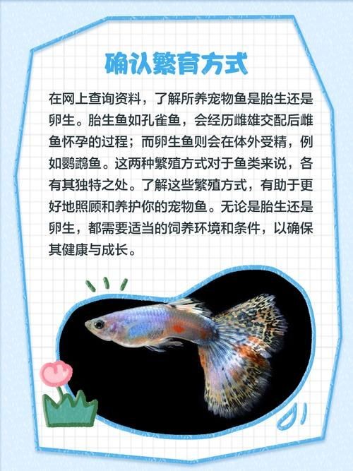 懷孕的魟魚和正常魟魚圖片對比：如何辨別懷孕魟魚是否懷孕