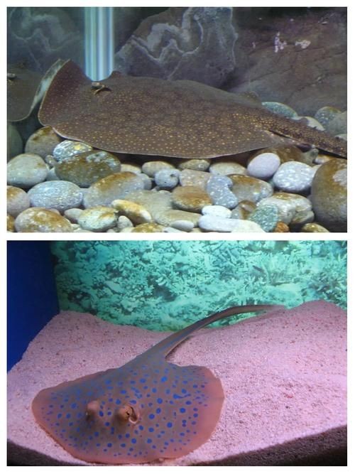 懷孕的魟魚和正常魟魚圖片對比：如何辨別懷孕魟魚是否懷孕