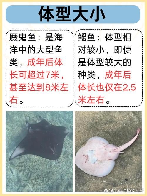 懷孕的魟魚和正常魟魚圖片對比：如何辨別懷孕魟魚是否懷孕