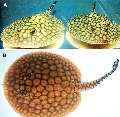 懷孕的魟魚和正常魟魚圖片對比：如何辨別懷孕魟魚是否懷孕