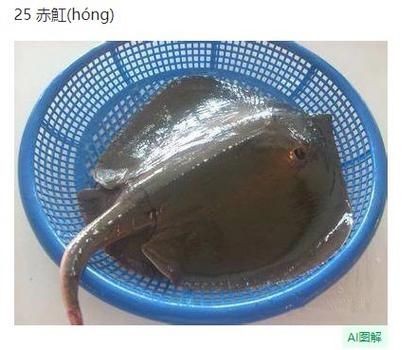 懷孕的魟魚和正常魟魚圖片對比：如何辨別懷孕魟魚是否懷孕