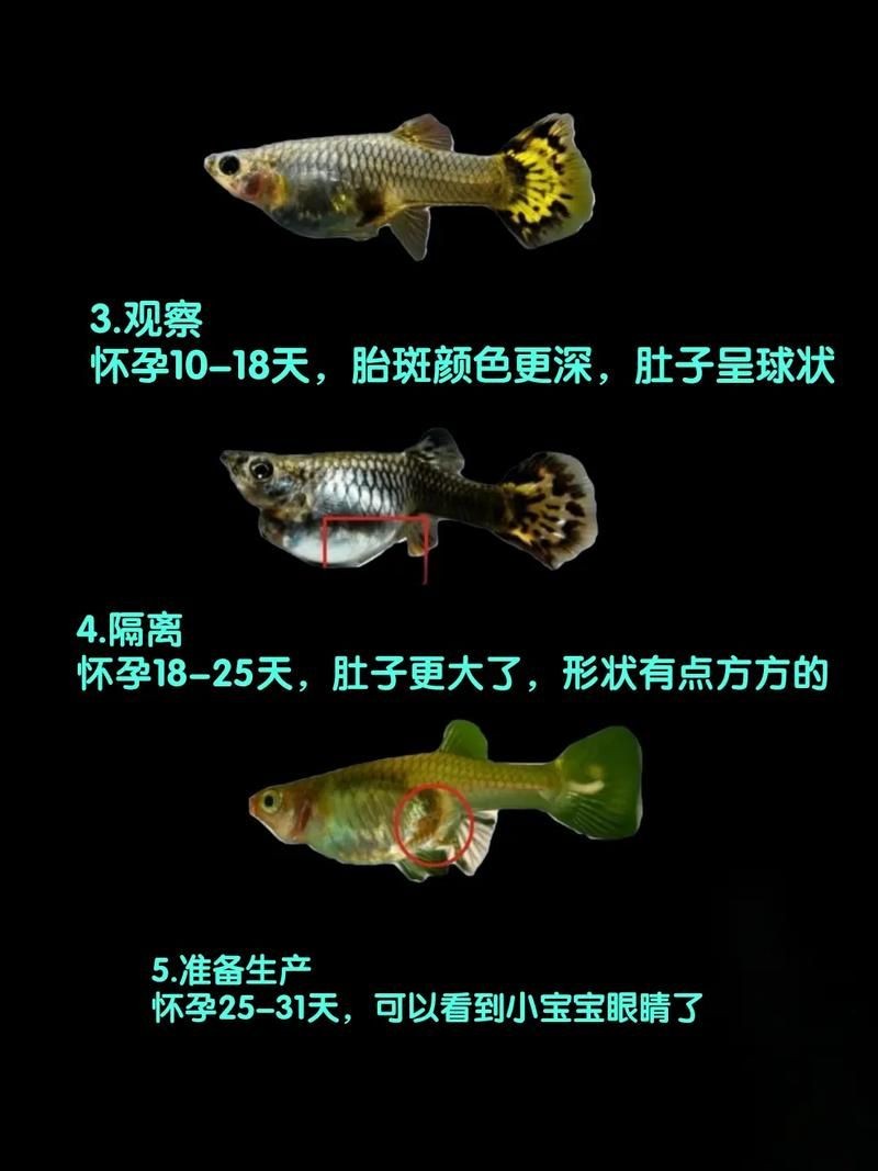 懷孕的魟魚和正常魟魚圖片對比：如何辨別懷孕魟魚是否懷孕