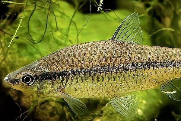 混養魚配魚最簡單方法：混養觀賞魚最佳搭配是哪種魚