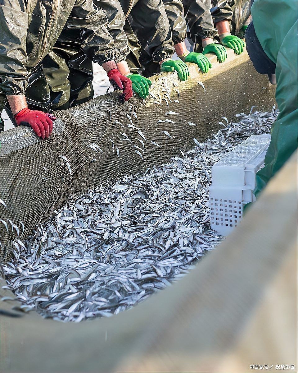 混養魚配魚最簡單方法：混養觀賞魚最佳搭配是哪種魚