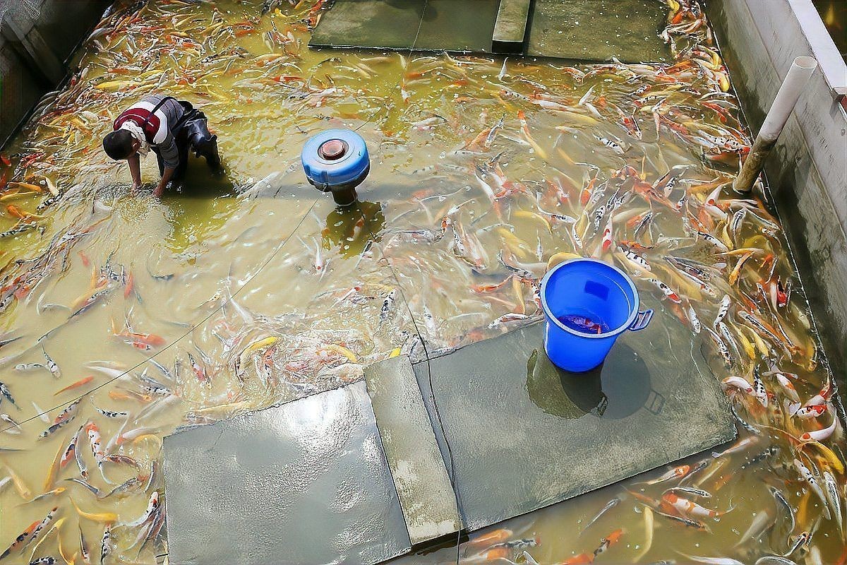 混養魚配魚最簡單方法：混養觀賞魚最佳搭配是哪種魚