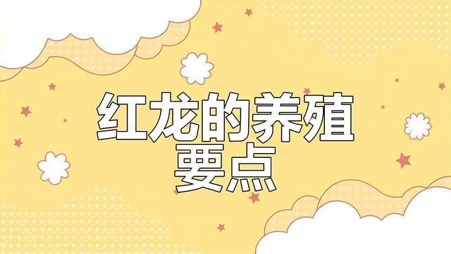 50公分紅龍養(yǎng)護(hù)要點(diǎn)：50公分以上的紅龍魚(yú)飼養(yǎng)技巧