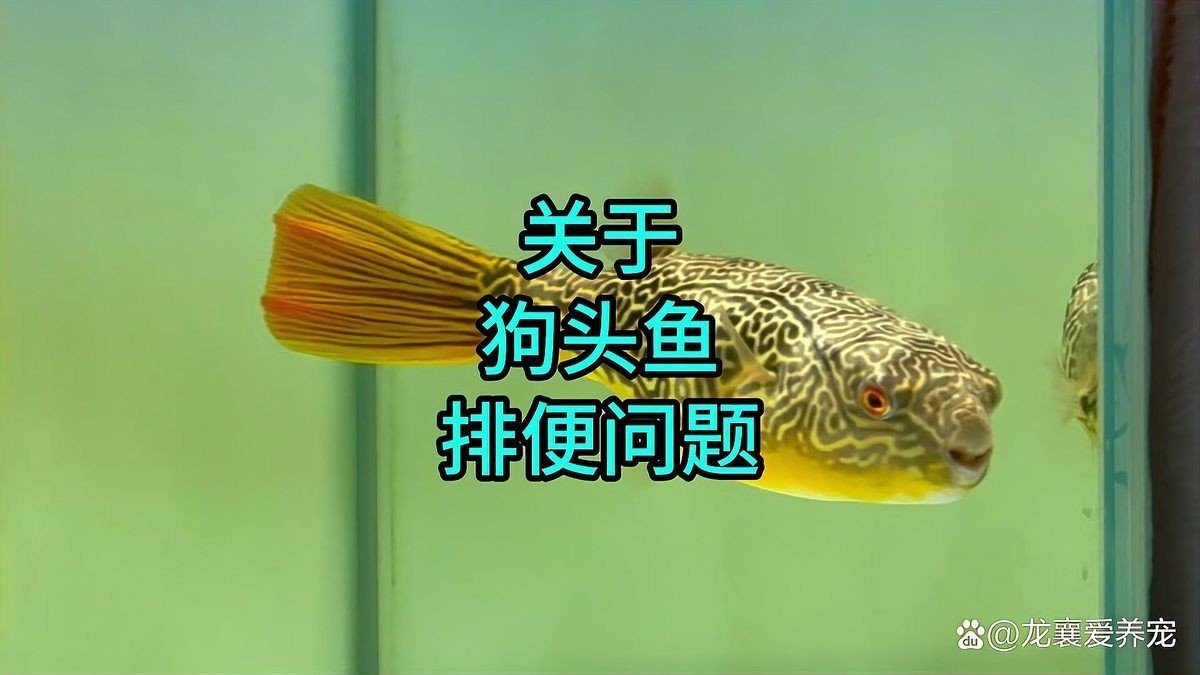 狗頭魚要死的前兆：養魚老道，狗狗臨終前的五個征兆，主人必看，寂寞行者過客自成畫卷