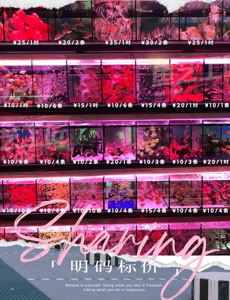 佛山水族店:樂從天佑城免費水族館探秘佛山大瀝的寶藏水族店