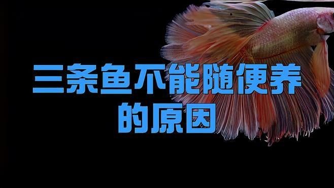 三條魚不能隨便養的原因:三條魚不能隨便養 龍魚百科 第2張 三條魚不能隨便養的原因:三條魚不能隨便養 三條魚不能隨便養的原因:三條魚不能隨便養 龍魚百科 第2張