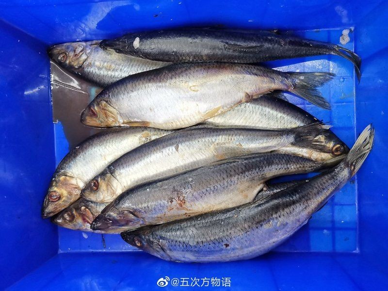 海里的青魚又叫什么魚：“海里的青魚”是什么魚？