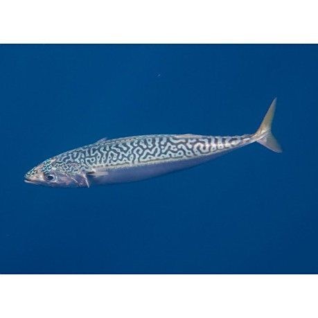 海里的青魚又叫什么魚：“海里的青魚”是什么魚？