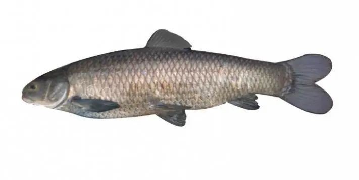 海里的青魚又叫什么魚：“海里的青魚”是什么魚？