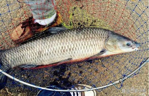 海里的青魚又叫什么魚：“海里的青魚”是什么魚？