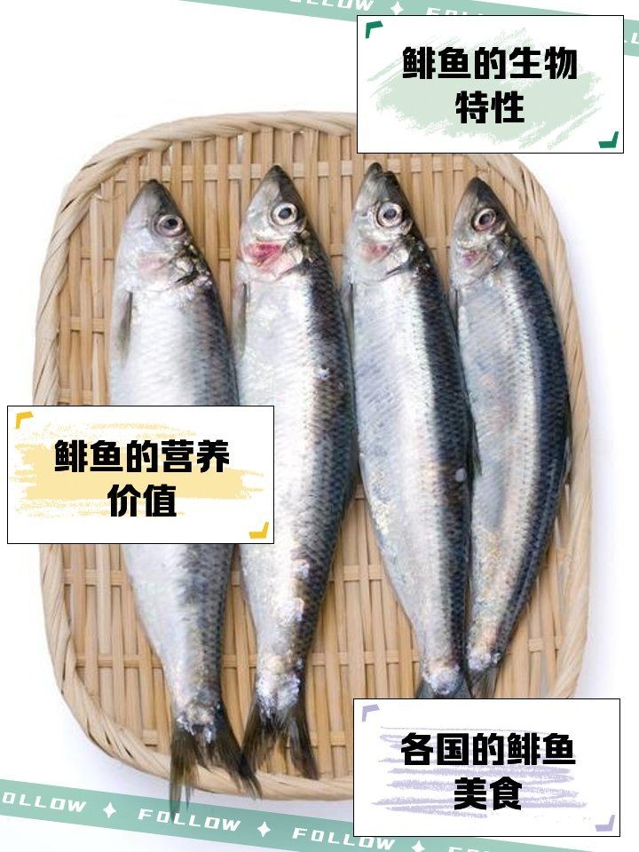 海里的青魚又叫什么魚：“海里的青魚”是什么魚？