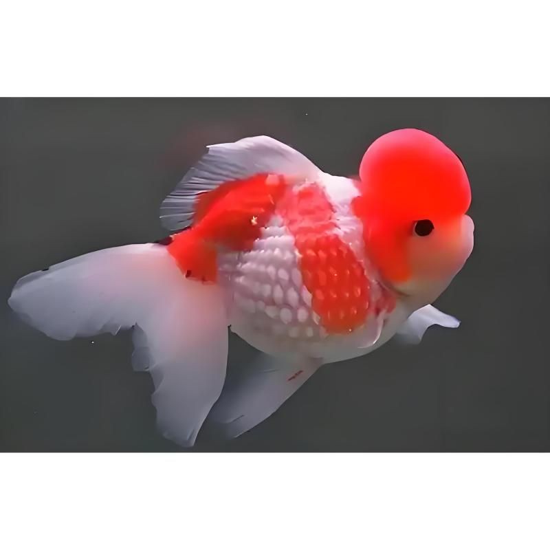 皇冠魚：*《皇冠魚》*皇冠魚的繁殖 皇冠魚：*《皇冠魚》*皇冠魚的繁殖 龍魚論壇 第9張
