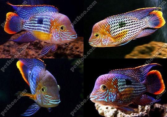 皇冠魚公母區別圖片：皇冠魚公母性別差異