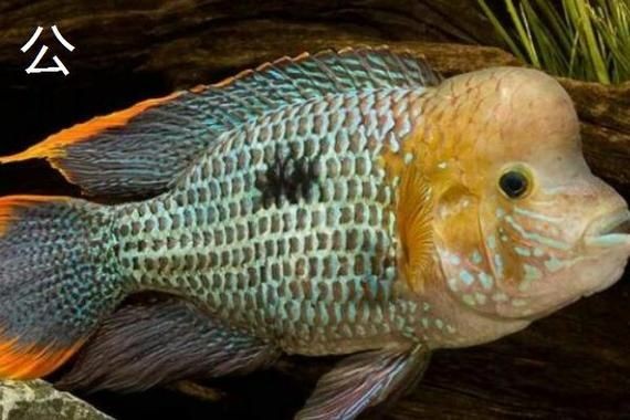 皇冠魚公母區別圖片：皇冠魚公母性別差異
