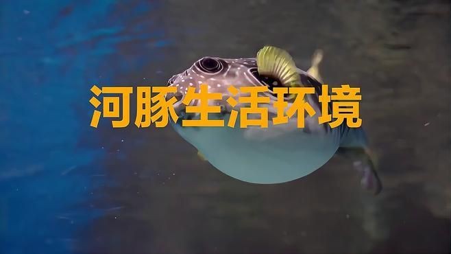 河豚是淡水魚還是海水魚？：河豚并非單純的淡水魚或海水魚其生存環境因種類而異