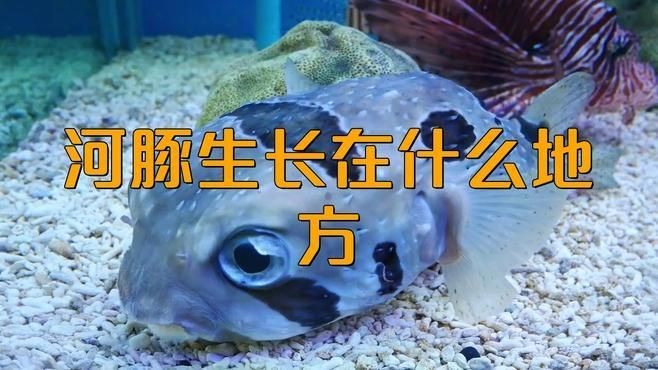 河豚是淡水魚還是海水魚？：河豚并非單純的淡水魚或海水魚其生存環境因種類而異