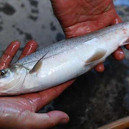 拉薩魚缸維護：拉薩弓魚缸日常維護及注意事項
