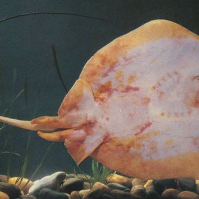 懷孕的魟魚啥樣子：懷孕的魟魚展現出獨特的生理特征與行為模式