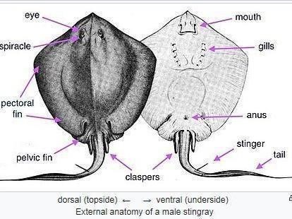 懷孕的魟魚啥樣子：懷孕的魟魚展現出獨特的生理特征與行為模式