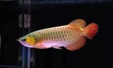 七鰭金龍魚飼養技巧：**《七鰭金龍魚飼養技巧》