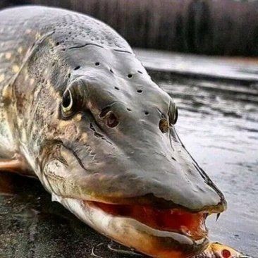 狗魚價格是多少錢一斤：狗魚市場價多少錢一斤 狗魚價格是多少錢一斤：狗魚市場價多少錢一斤 龍魚論壇 第6張