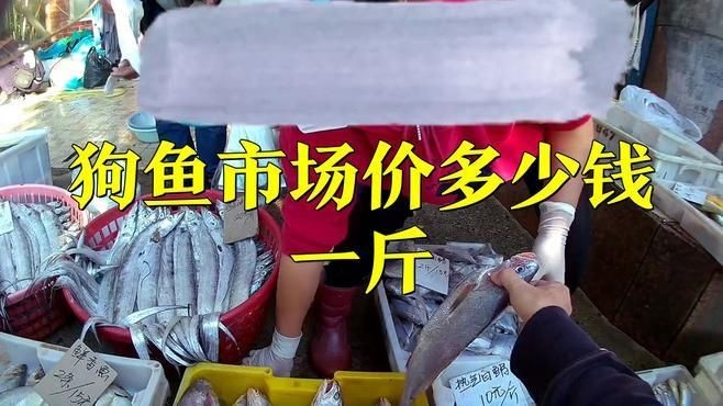 狗魚價格是多少錢一斤：狗魚市場價多少錢一斤 狗魚價格是多少錢一斤：狗魚市場價多少錢一斤 龍魚論壇 第2張