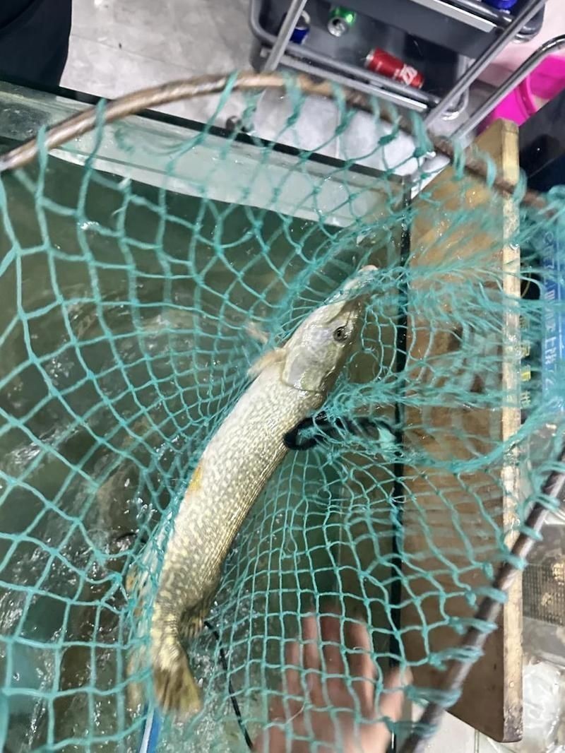 狗魚價格是多少錢一斤：狗魚市場價多少錢一斤 狗魚價格是多少錢一斤：狗魚市場價多少錢一斤 龍魚論壇 第3張