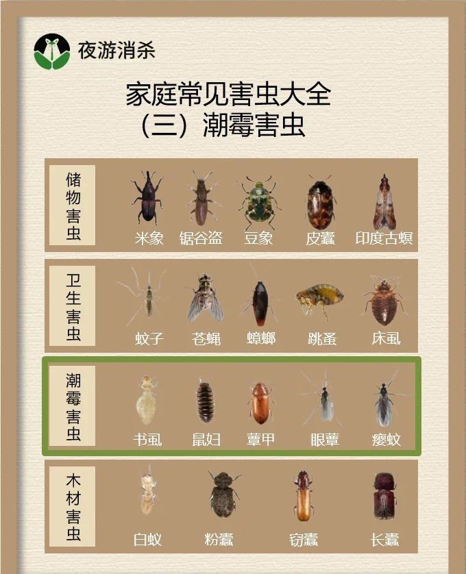 家里常見的蟲子：家庭常見蟲害防治指南