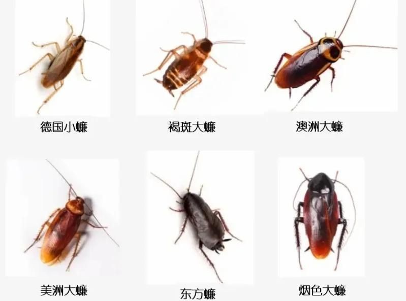 家里常見的蟲子：家庭常見蟲害防治指南