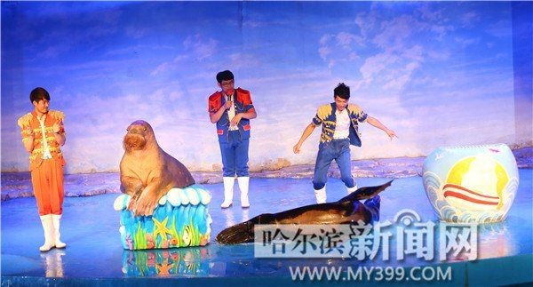 海象溫順嗎：寵物網海象的壽命有多長海象的主要天敵有哪些