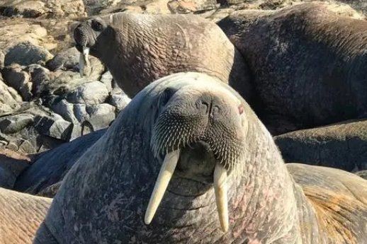 海象溫順嗎：寵物網海象的壽命有多長海象的主要天敵有哪些