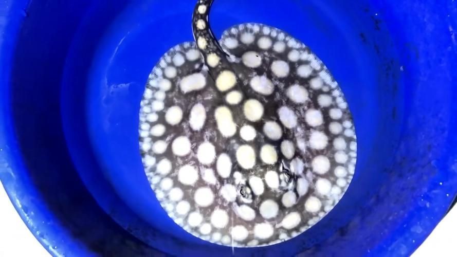 皇冠黑白魟魚圖片：皇冠黑白魟魚圖片欣賞