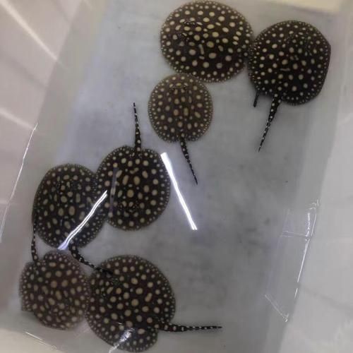 皇冠黑白魟魚圖片：皇冠黑白魟魚圖片欣賞