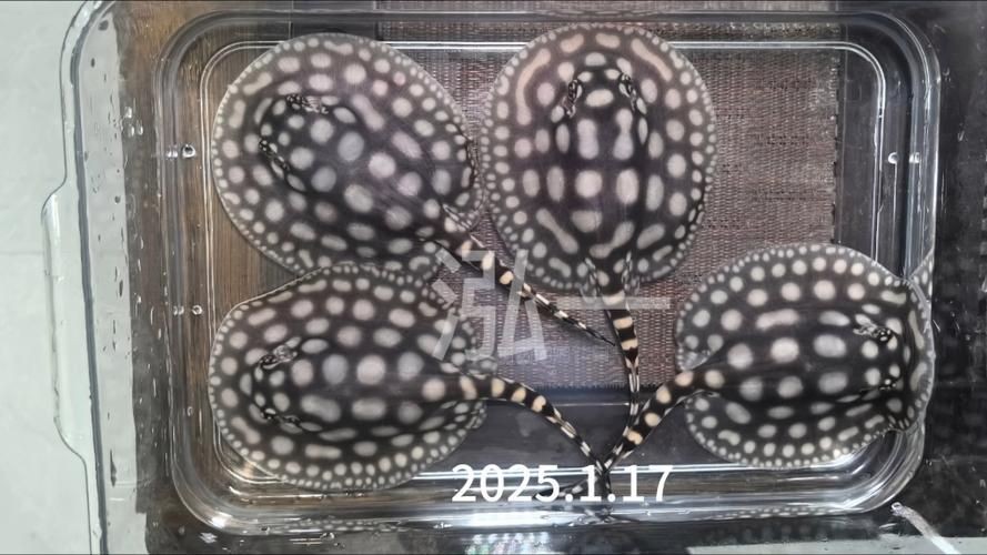 皇冠黑白魟魚圖片：皇冠黑白魟魚圖片欣賞