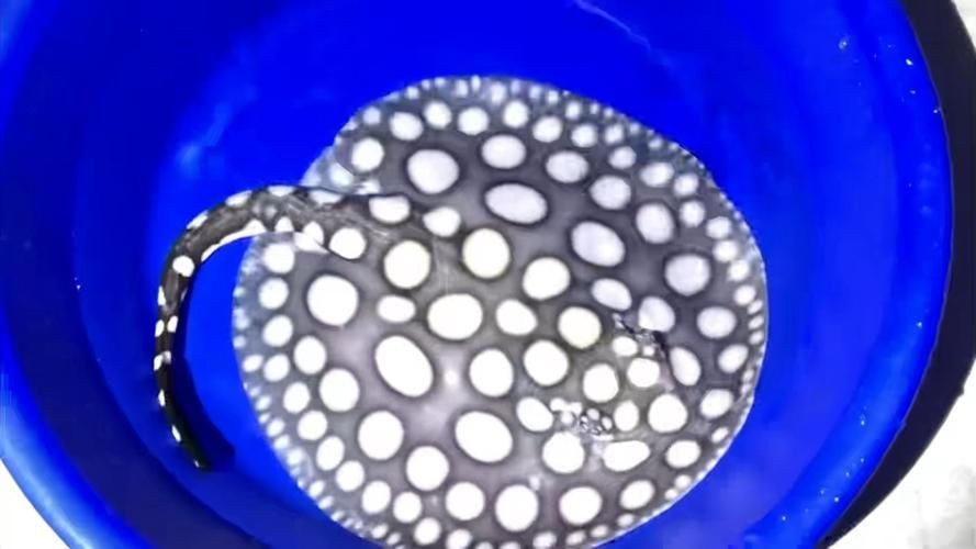 皇冠黑白魟魚圖片：皇冠黑白魟魚圖片欣賞